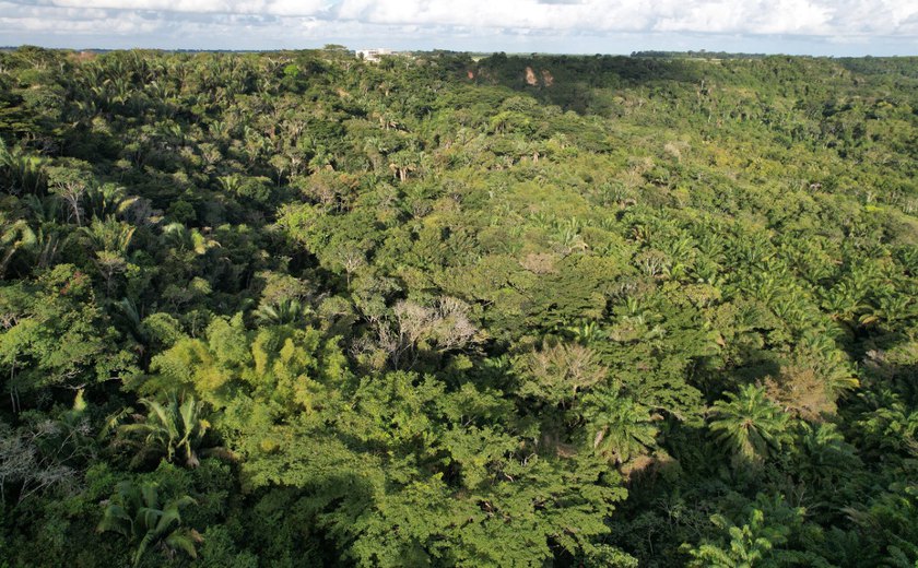 Alagoas possui apenas 3% da sua Mata Atlântica